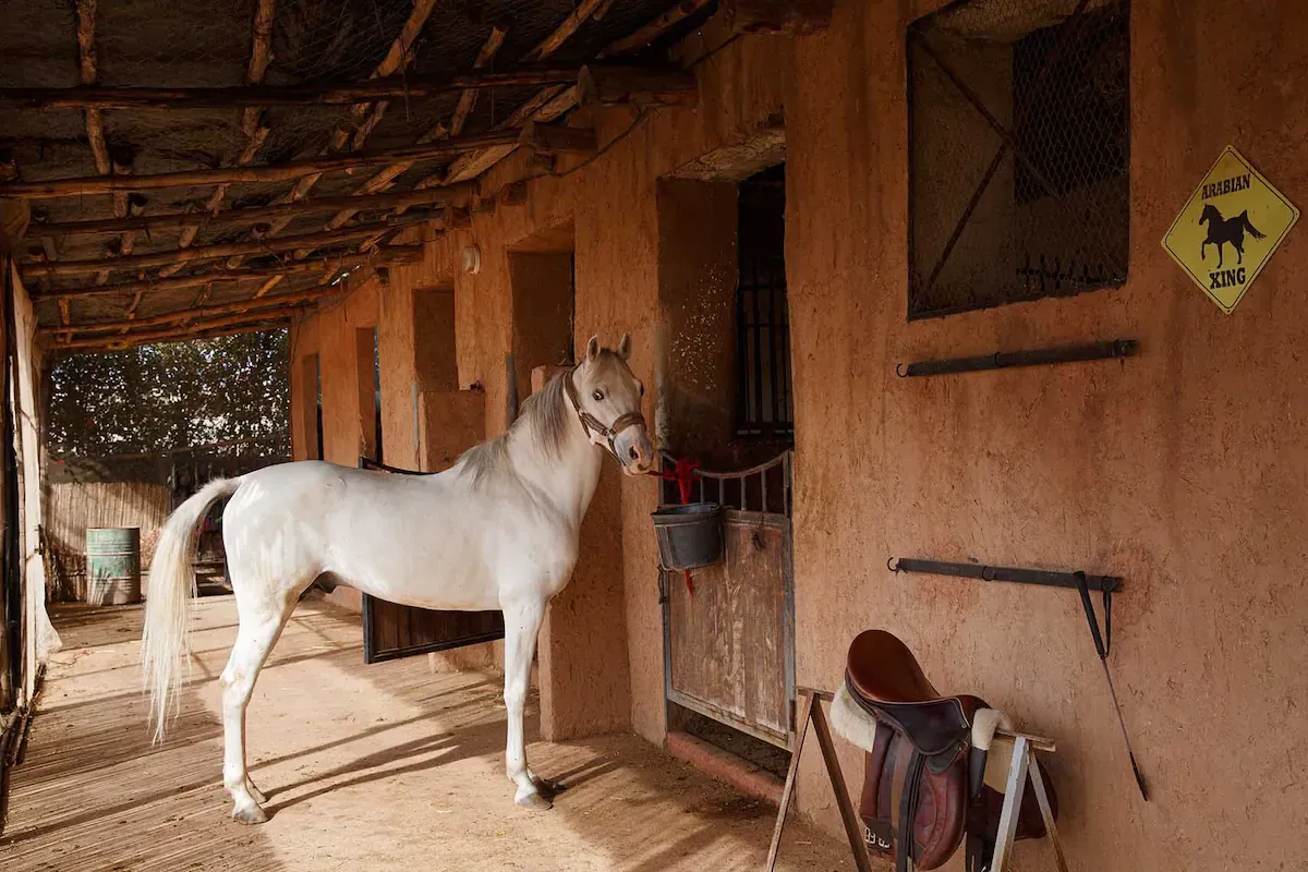 Horse Riding